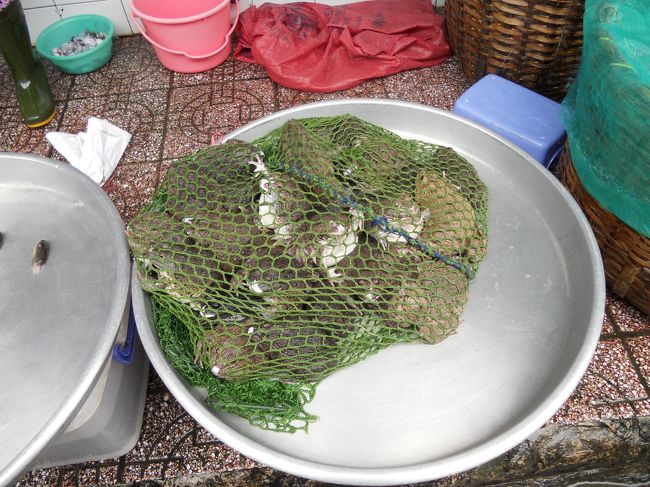 網に入ったカエル。動いてる！<br />みんなで跳べば、逃げられるかもよ！<br /><br />ここの、生き物けっこう生きてる。<br />カニやエビや、魚たちみんな動いてる。