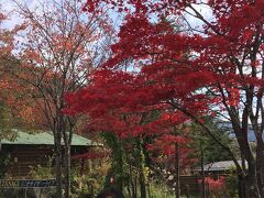 　鍋平高原は紅葉真っ盛りでした。
　