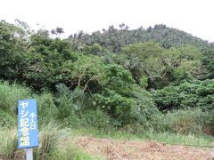 次に、ヤエヤマカシ群落へ～・・
道路が１本道なので初めての石垣島も、迷わず観光できました。