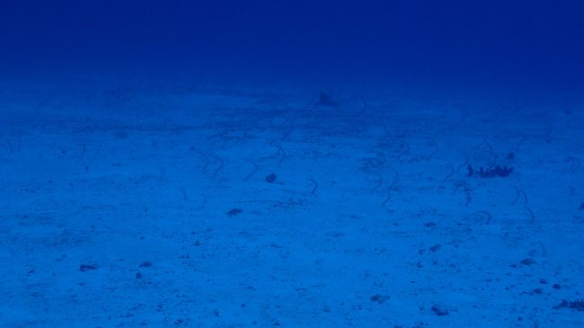 朝食前の1本目<br />にょろにょろ～