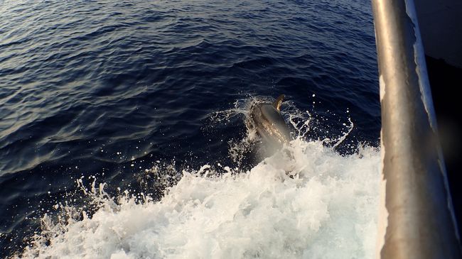 イルカが伴走～かわいい