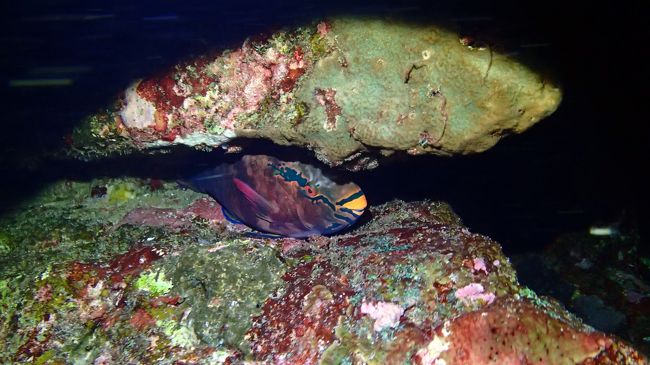 夜の海の中は面白い