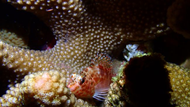 いろんな魚が眠っているし