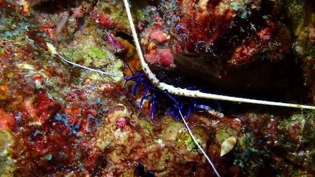 活動的に動いてるのもいるし