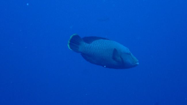 ナポレオン登場