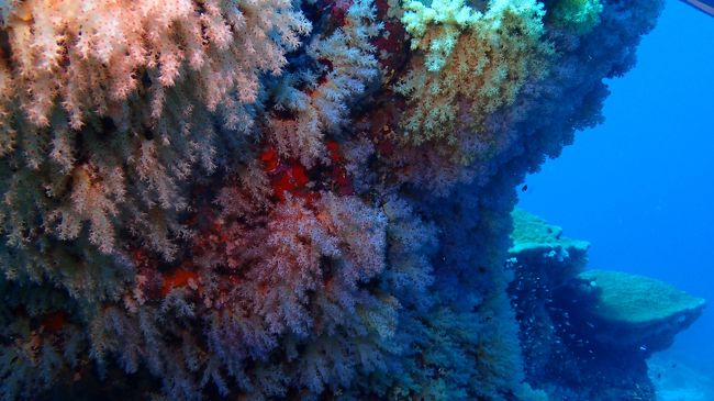 ソフトコーラルきれいです