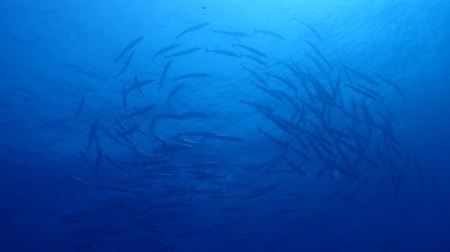 バラクーダーがグルグル