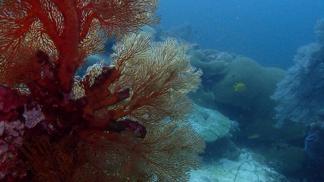 うみうちわがすご～くきれい