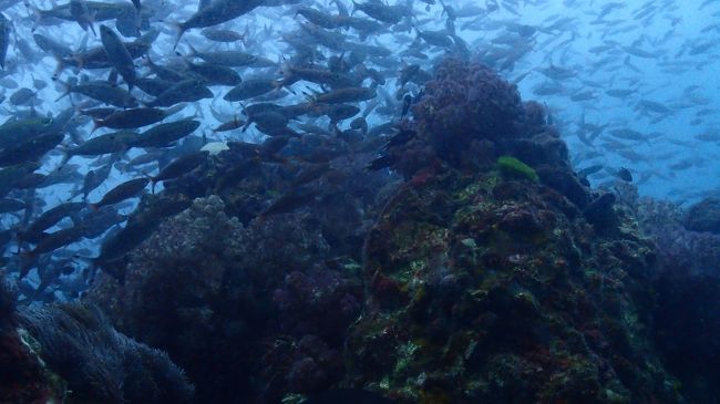 魚影濃いです～