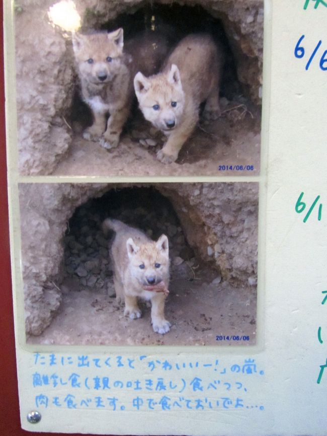 夢叶った北海道レッサーパンダ遠征 旭山動物園 ４ ほっきょくぐま館ともぐもぐタイム ホッキョクギツネとオオカミの森 旭川 北海道 の旅行記 ブログ By まみさん フォートラベル