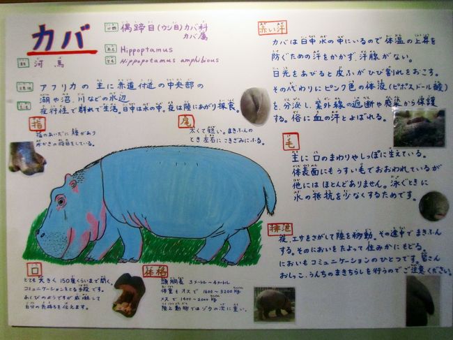夢叶った北海道レッサーパンダ遠征 旭山動物園 6 きりん舎 かば館 エゾシカの森 カバの見せ方に大感激 旭川 北海道 の旅行記 ブログ By まみさん フォートラベル 夢叶った北海道レッサーパンダ遠征 旭山動物園 6 きりん舎 かば館 エゾシカの森 カバの見せ方に大感激 旭川 北海道 の旅行記 ブログ By まみさん フォートラベル