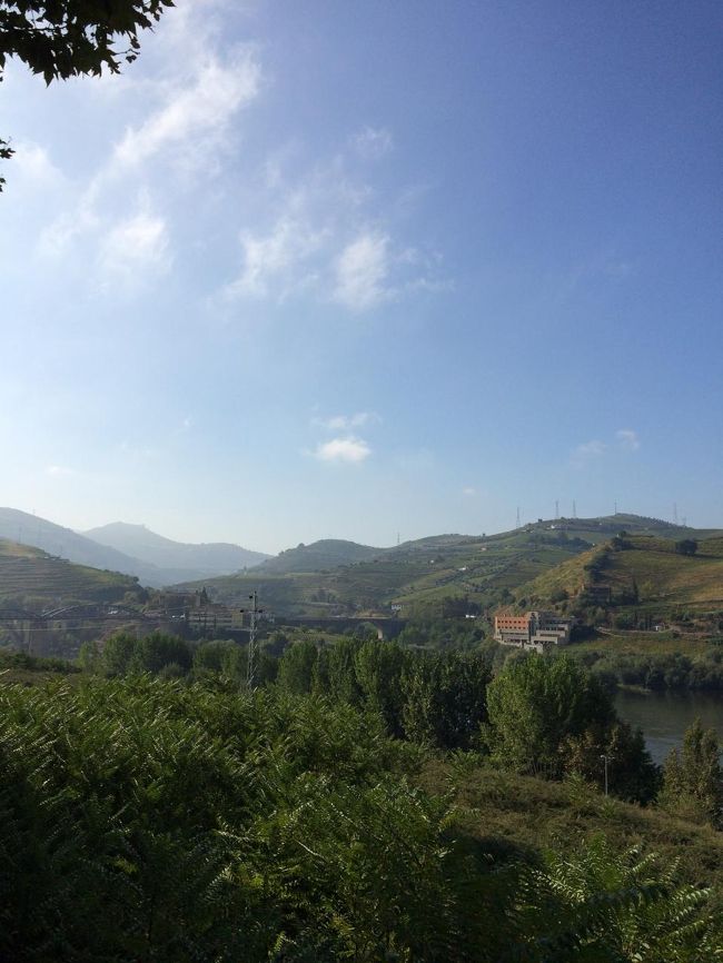 緑豊かな景色が広がっています。