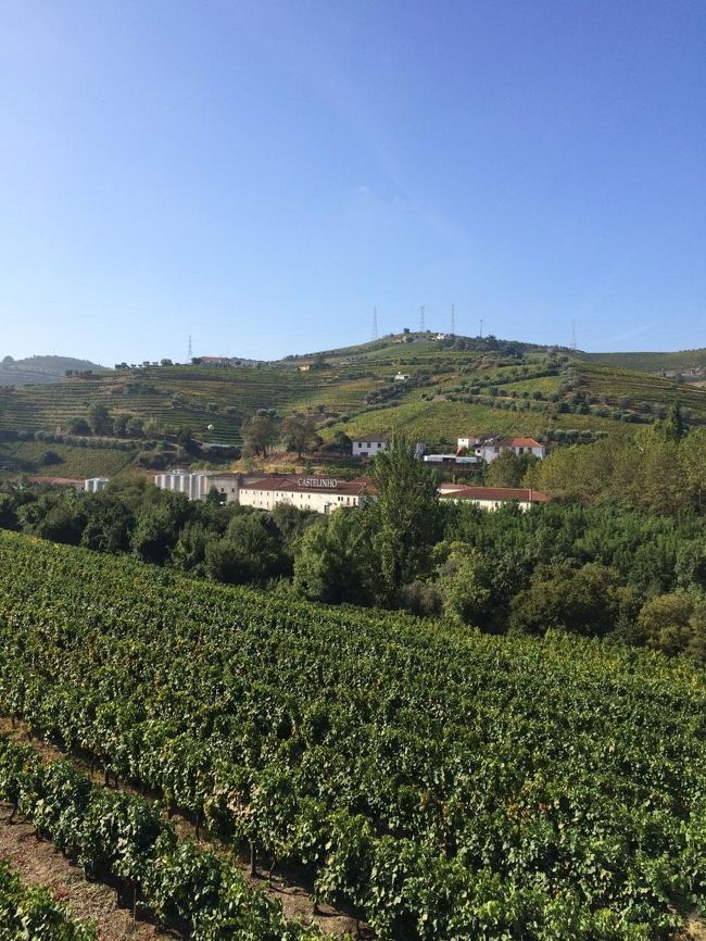 人道橋を渡ったさらに先には、葡萄畑と醸造所らしき建物がありました。