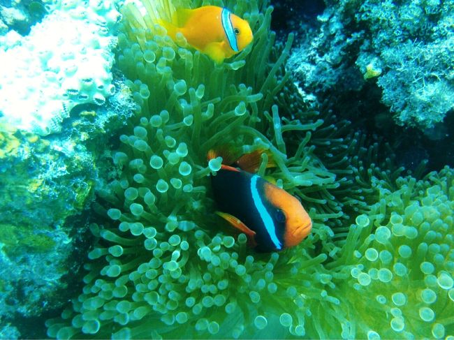 くまさんのダイビングショップでお世話になり、３本もぐってきました。<br />残念ながらマンタは現れず、かわいい子たちと戯れてまいりました。