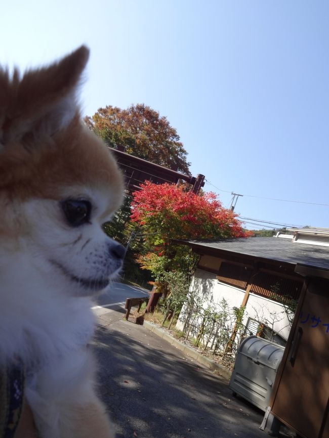 犬旅 山梨 石和 かんぽの宿 石和温泉 祝10歳の誕生日 車椅子でも安心バリアフリー旅 週末２日間 16 11 石和温泉 山梨県 の旅行記 ブログ By ちょこ旅さん フォートラベル