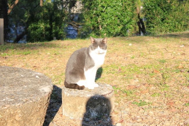 城猫<br />太々しい面構え・・・