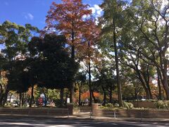 横浜公園は秋の装い。