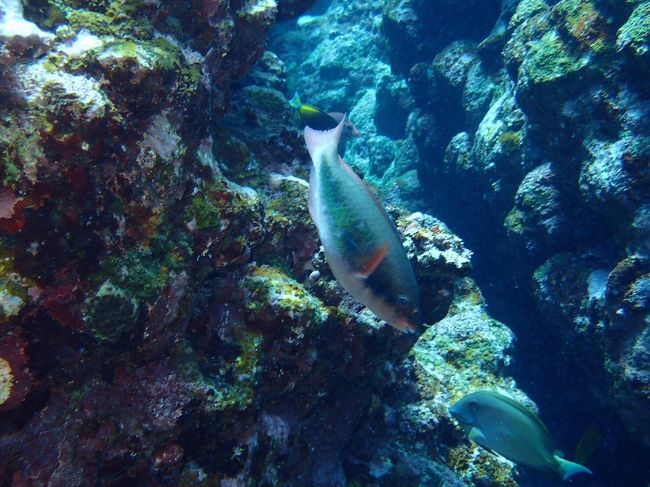 カメラをレンタルするも具合が悪くあまり写真は取れませんでした。涙<br />目にしっかりと焼き付けてきました。<br />大きな岩の赤いサンゴに群がる様々な魚たち、忘れられません！