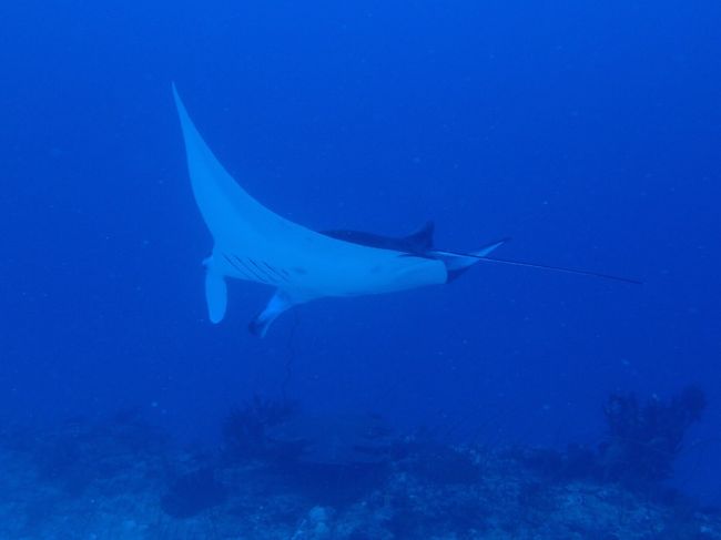 アドバンスの方はマンタも見られたそうです。<br />羨ましい。涙<br />明日のファンダイビングに期待！