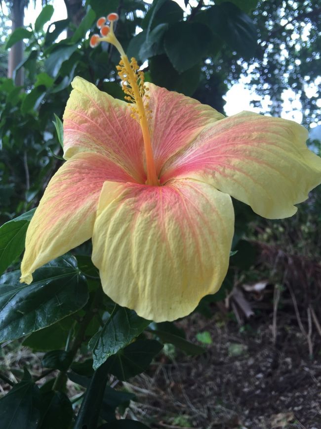 米原ビーチ到着<br /><br />美しい色のハイビスカス