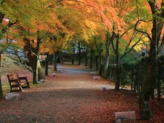 富士吉田道の駅の向かい、ふじさんミュージアムにて、ここも綺麗に紅葉していました。夜はライトアップがあるらしい。