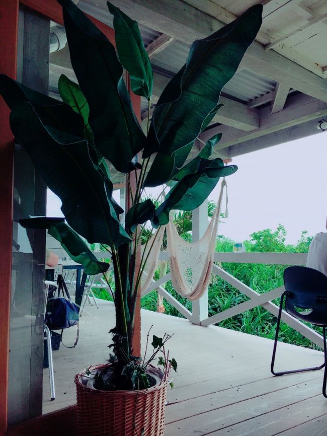 食後はあのハンモックで昼ね