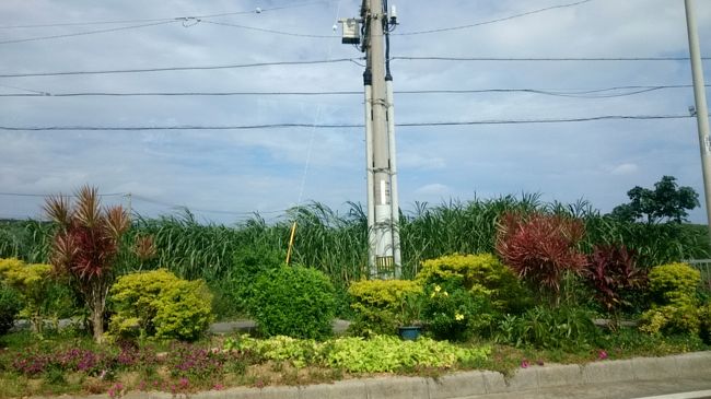 バスからの風景を見ていると、<br /><br /><br />本州では見かけないような植物が並んでいます。