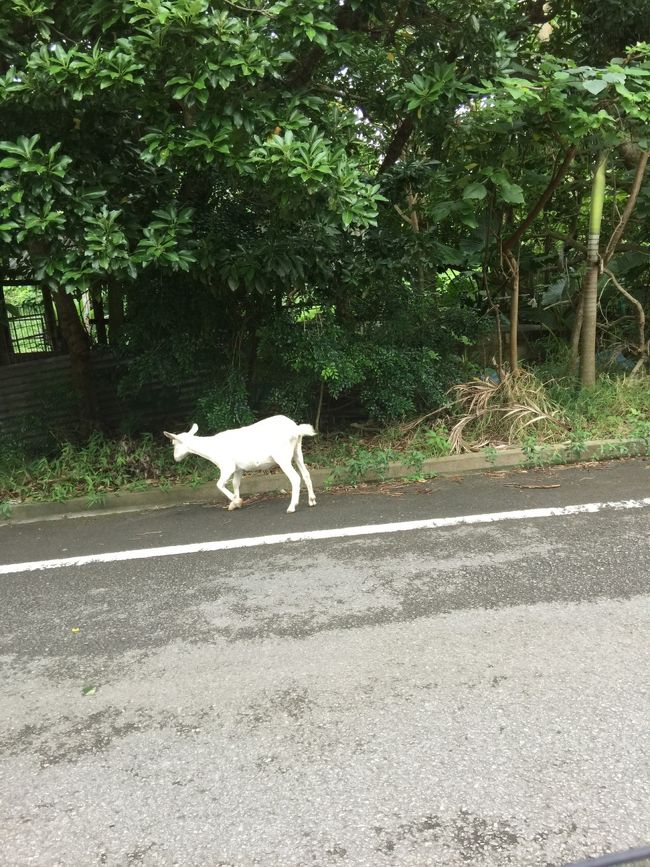 走っていたら野生のヤギが（笑）