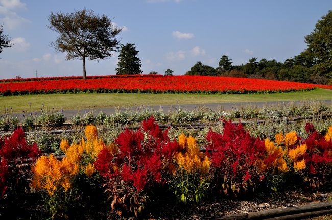 日本最大級のフラワーパーク とっとり花回廊へ 大山周辺 鳥取県 の旅行記 ブログ By Elliott 7さん フォートラベル