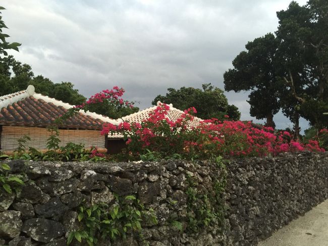 南国らしいブーゲンビリアがたくさん♪