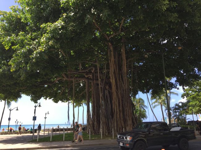 Dukeさんとバニアンツリーを見るとハワイに来たことを実感します。