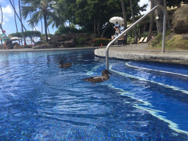 カルガモものんびり