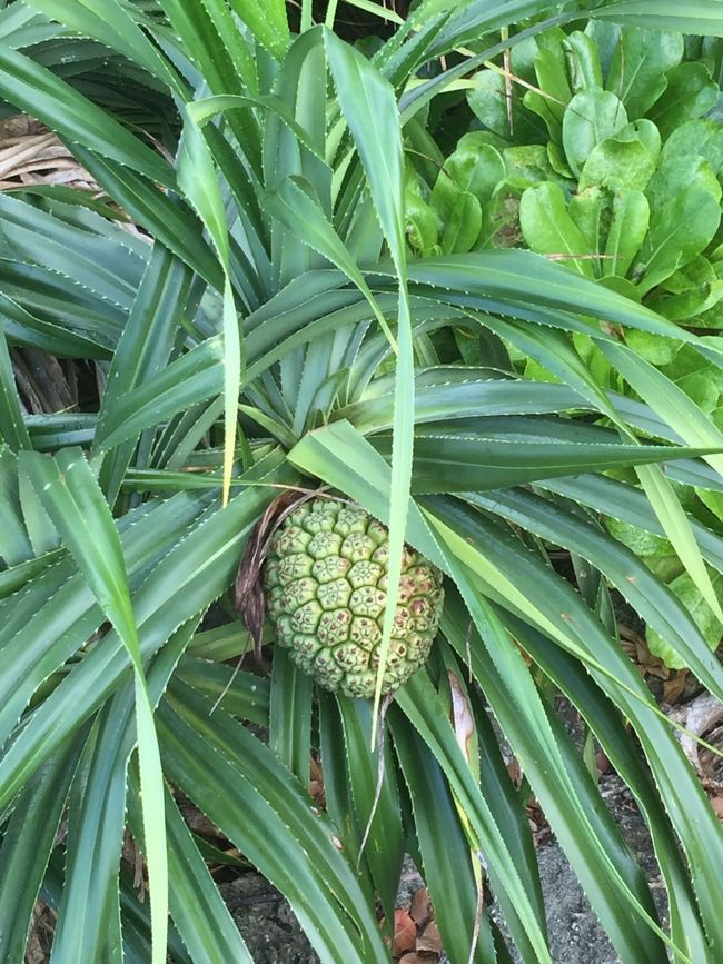 海岸沿いにパイナップルらしきものを発見。<br />島の友達にLINEしたら、これはパイナップルじゃなくてアダンだよって教えてくれた。<br /><br />アダンよく見つけたねって言われちゃった。