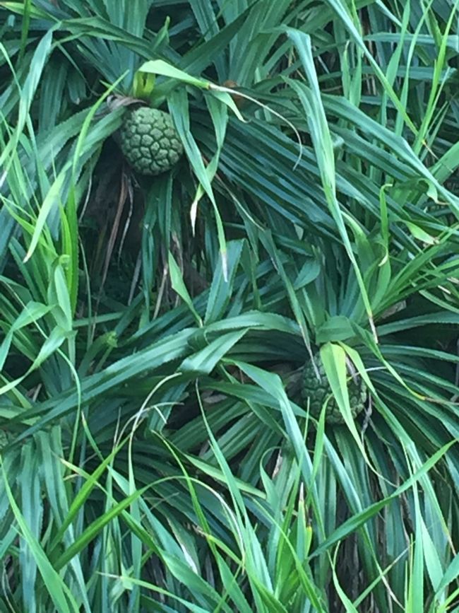 調べたらまだまだ熟さないと食べれないらしい