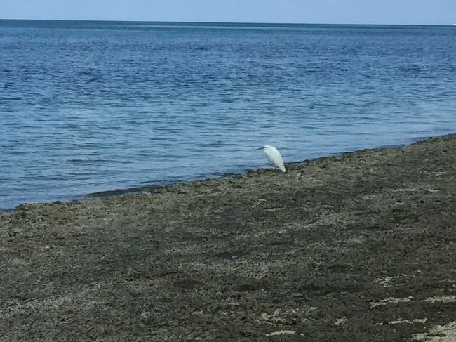 サギかな？?<br /><br />かなり接近したけどなかなか動かなかった