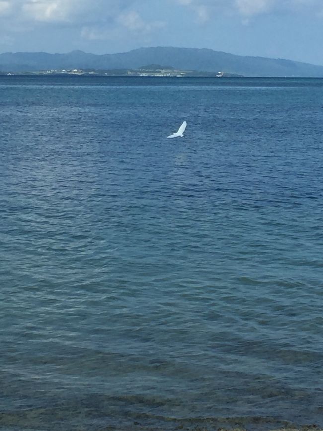 飛んでいっちゃった。さようなら☆