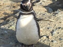 プンタ・アレーナスで愛くるしいマゼラン・ペンギンに会ったり
http://4travel.jp/travelogue/11183417
