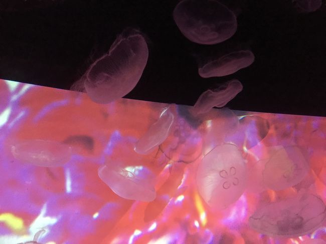 クラゲとコラボ♪