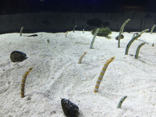 チンアナゴ。 ご飯の時間ではないせいか、静かな動きでした