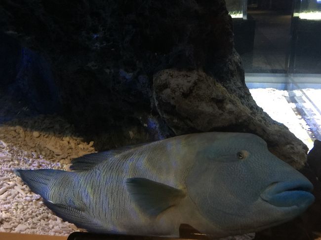 年パスを持って数年ですが、このお魚さんこんなにリラックスしてる姿は初めて（笑）