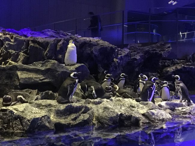 ペンギンさんこんばんは。