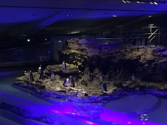 ラブラブのペンギンカップルが（笑）