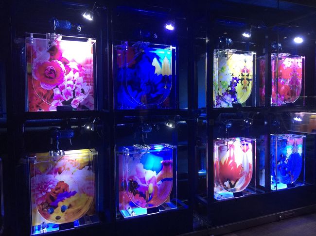 いろんな種類のクラゲ達がいます