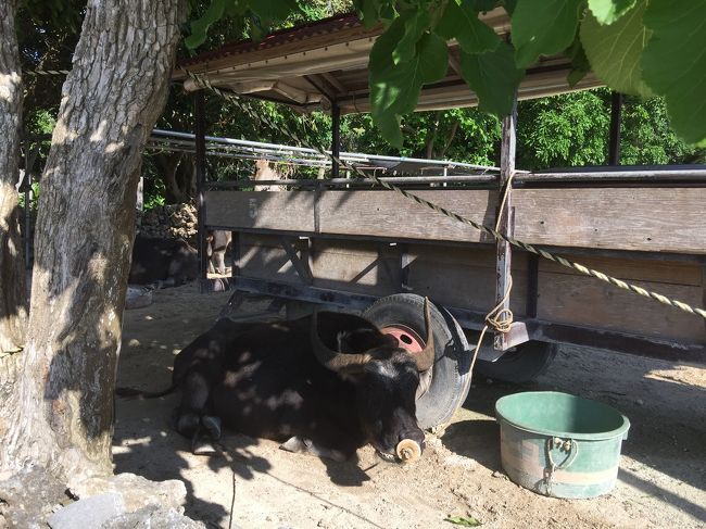 新田観光の牛さんはゆったり休憩中でした。