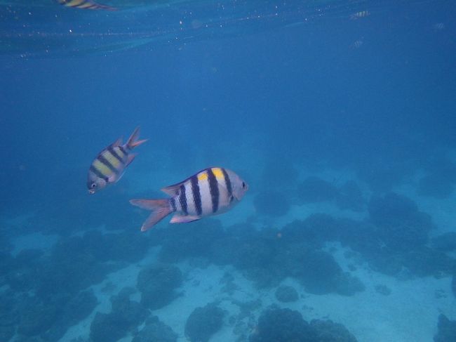 シュノーケリングは大した事なく。。涙