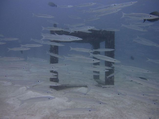 ダイビングは沈船やカマスの大群ポイントなどメインみたいです。<br />いつかリベンジ～！