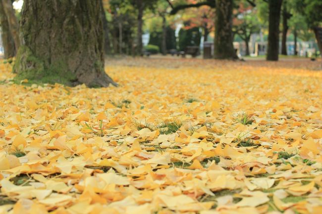 イチョウのじゅうたん。