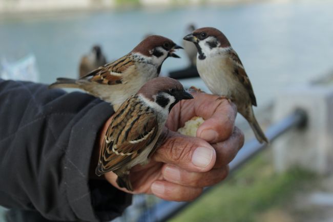 餌つけしてました。<br /><br />写真撮っていいよと言ってくださいました。<br />恐らく毎日のように、この風景が見られるのかも。