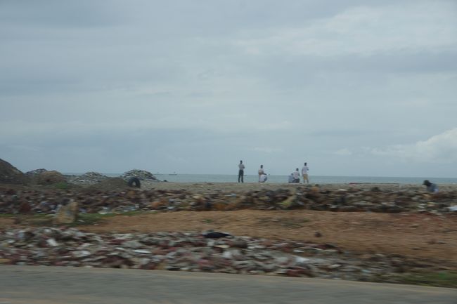 ビーチを散歩していると言うよりは、何か仕事をしている感じでした。