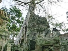 【Ta Prohm】

朝食後は、再度兄ちゃんのトゥクトゥクで、観光初日に大混雑の中訪れたタプロームへ。

なんで2回目って思われるかもしれませんが、もうきっと来ることはないだろうし、混雑していて落ち着いて見られなかったので、再度見ときたいな～ということで再度訪れてみたのです。